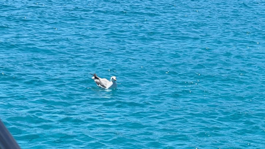 M&ouml;we treibt neben dem Boot auf dem Wasser